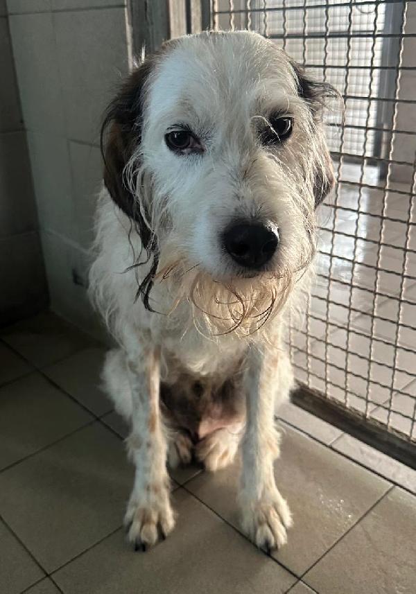 Bianco Gentile Spinone